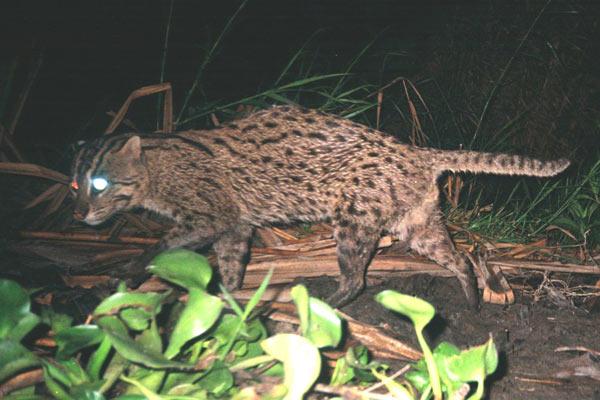 Saving Asia’s Endangered Cats