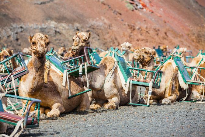 What to Do in Lanzarote!