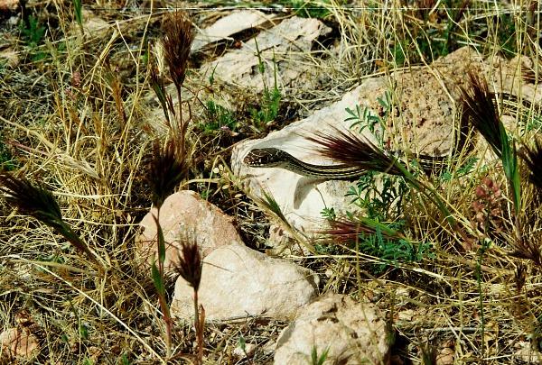 How to Cope With Poisonous Snakes While Traveling