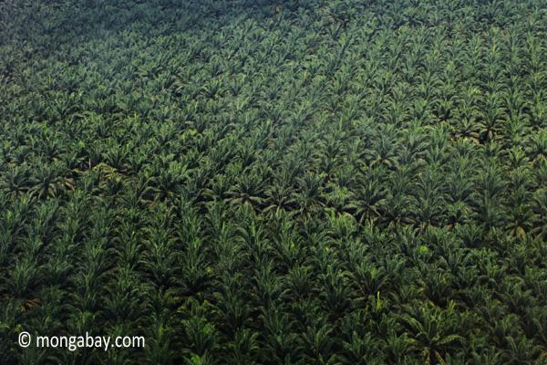 Palm Oil Companies Can’t Protect Forests