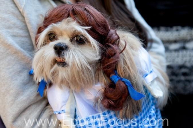 Wait, Americans Spend How Much on Halloween?