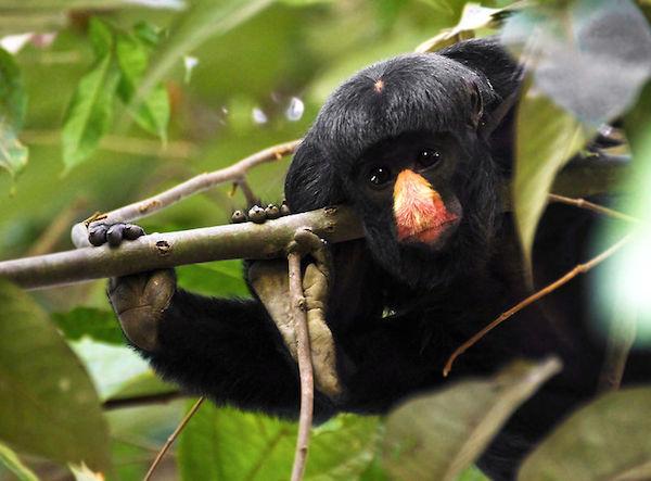 Brazil-New Rainforest Reserve Declared