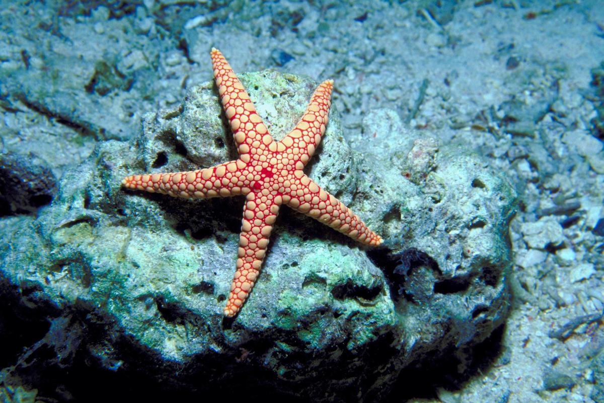 ‘Starfish’ Crystals Could Lead to 3-D-Printed Pills