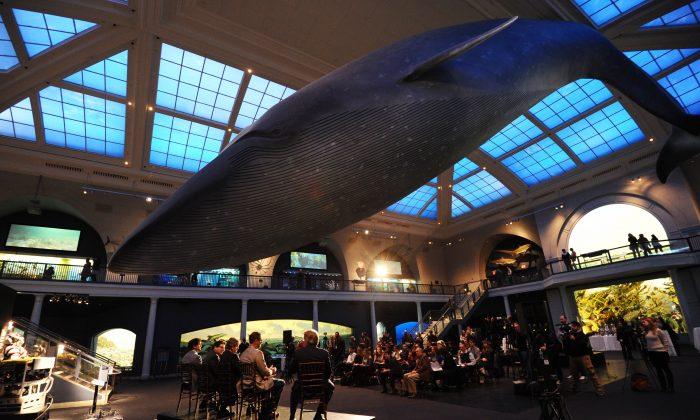 The American Museum of Natural History Celebrates Second Graduating Class of Scientists