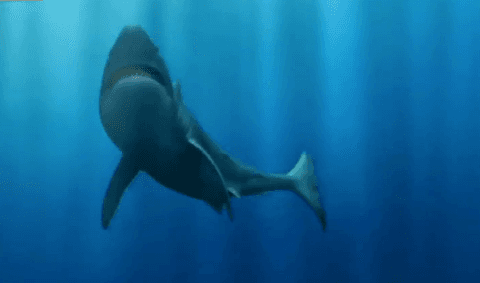 Study Doesn’t Prove Megalodons Are Extinct, Never Needed to (Video)