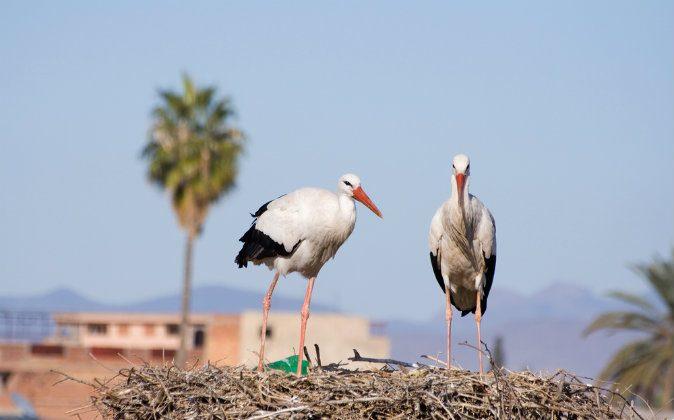 Bird Watching Paradise in Morocco