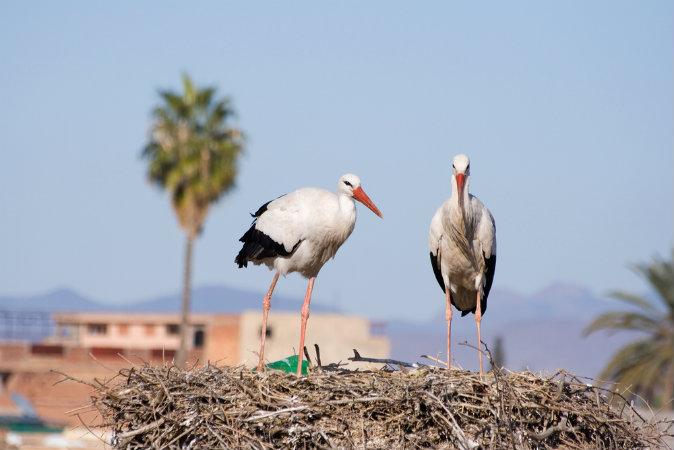 Bird Watching Paradise in Morocco