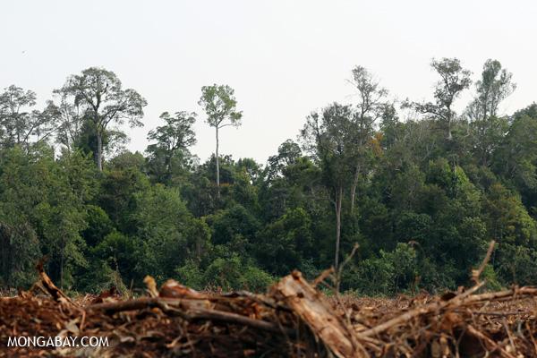 Indonesia Merges Environment and Forest