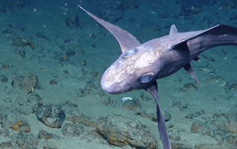 Deep Sea Vessel Spots ‘Ghost Shark’ (Video)