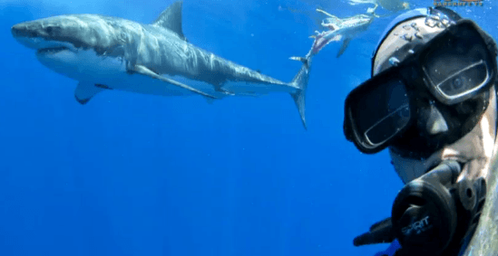 Diver Poses With Great White Shark (Video)