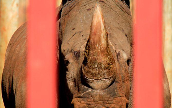 Chopping Off the Rhino’s Horn and the War on Wildlife Crime