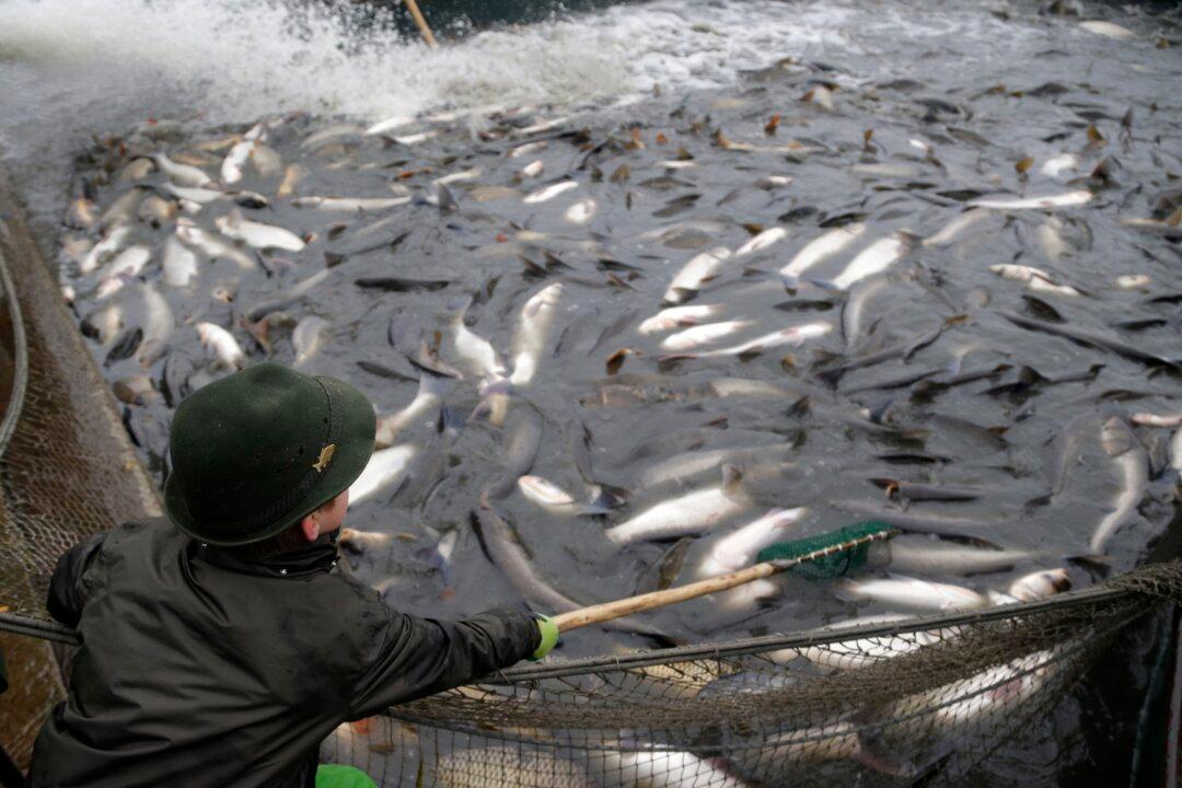 A Sustainable Approach for the World’s Fish Supply