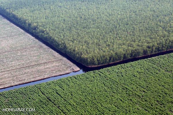 Indonesia Prioritizes Companies, not Forests