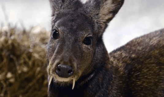 First Fanged Deer Spotted in 60 Years (Video)