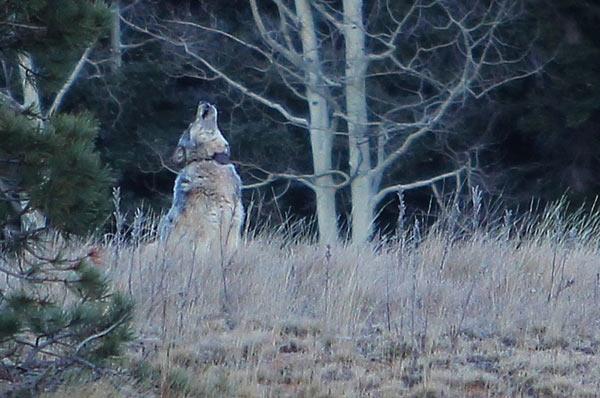Gray Wolf Returns to the Grand Canyon