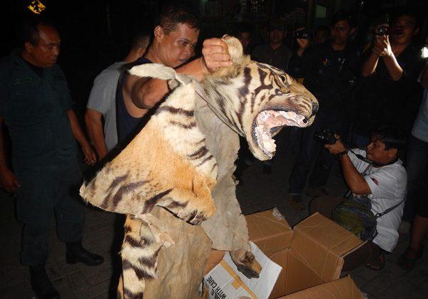 Tiger Traffickers Busted in Indonesia