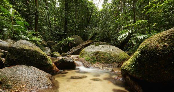  The Wurrmbu Creek is seen flowing through the world heritage listed Daintree rainforest on Nov. 15, 2012 in Mossman Gorge, Australia. (Mark Kolbe/Getty Images)