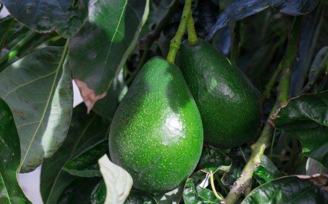 Is Avocado the Perfect Food? 