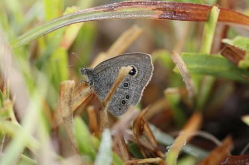 246 Species of Butterflies In India Reserve