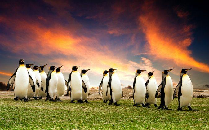 Fun and Free Things to Do in the Falkland Islands