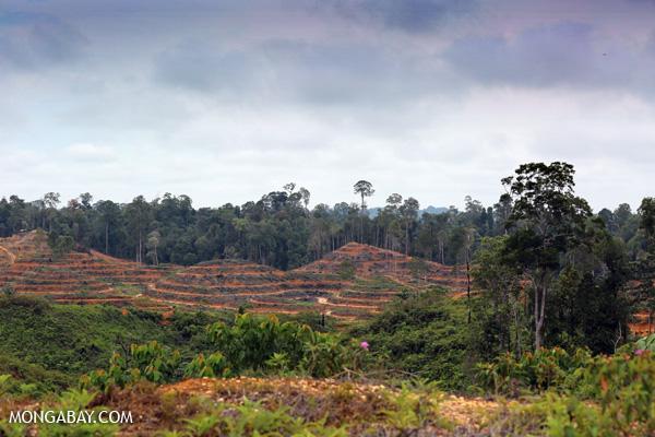 Indonesia Ministeries Unite to Save Forest?