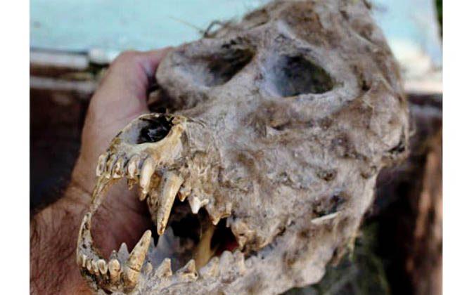 Bulgarian Farmer Discovers Skull Resembling Werewolf in a Sealed Box