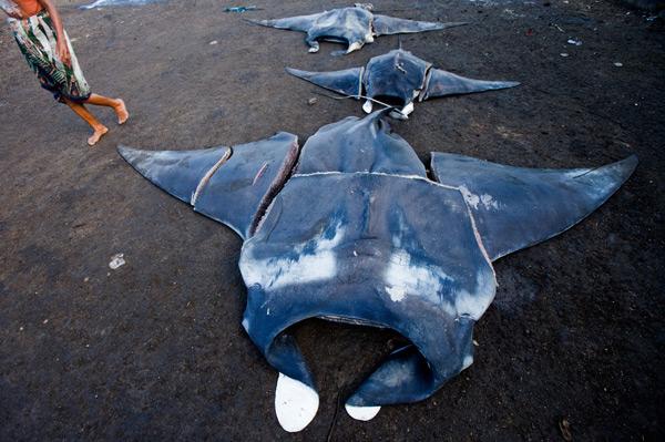 Black Market Manta Ray Bust in Indonesia