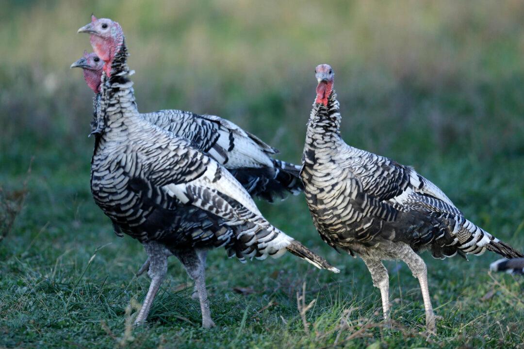 Thanksgiving Quotes 2014: 10 Funny Sayings