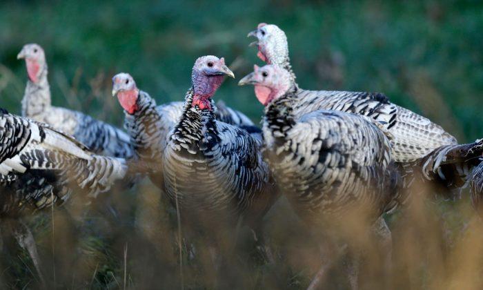 Turkey Production Down, Wholesale Prices Up
