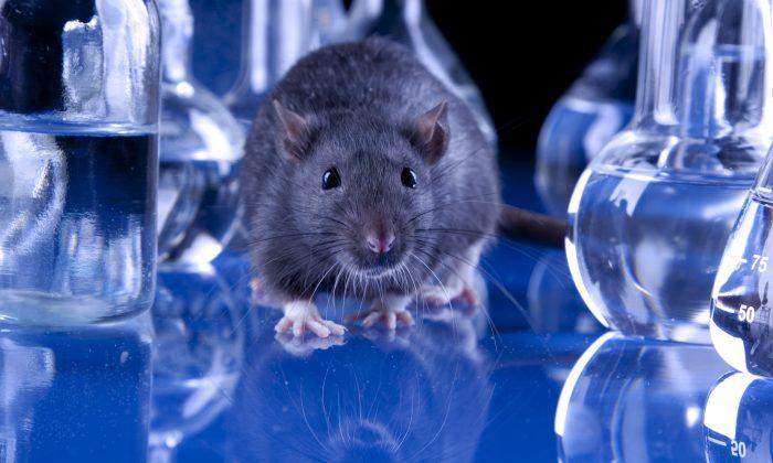 Will US Be Able to Follow Europe in Animal Testing Ban?