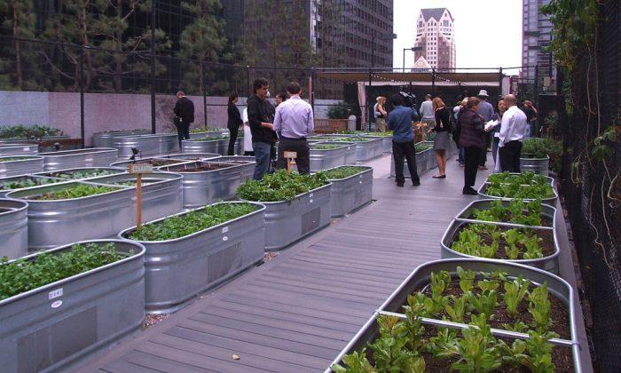 LA Urban Farms Growing Cheap, Healthy, Delicious Food for Residents