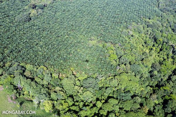 UN to Promote RSPO-certified Palm Oil