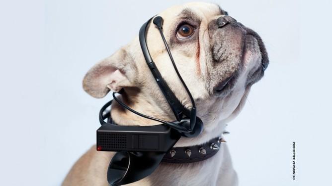 Wearable Tech Isn’t Just for Humans – Dogs, Cats and Chickens Are Sporting It Too