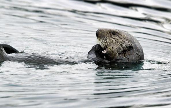 Threats to Southern Sea Otters Taking a Toll on Population Growth