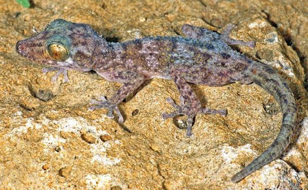 New Gecko Described in Madagascar