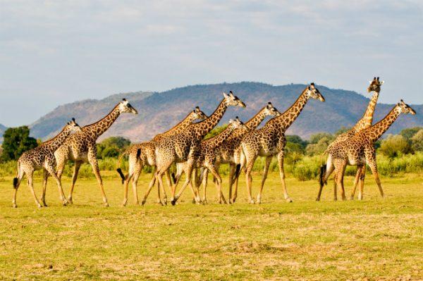 A stock photo of giraffes (Shutterstock)