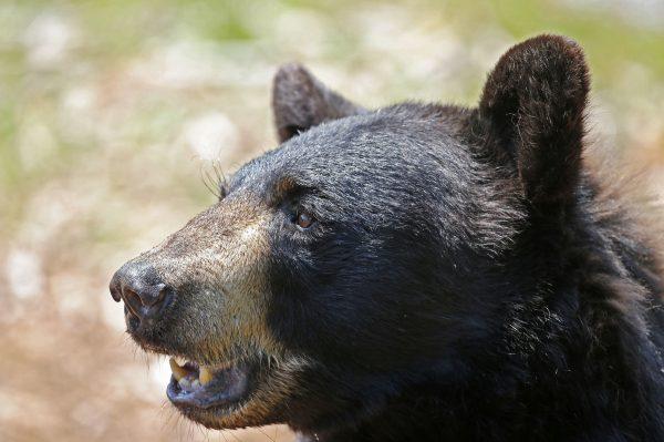 A black bear is seen at the Maine Wildlife Park in New Gloucester, Maine, on July 25, 2014. (Robert F. Bukaty, File, AP Photo)