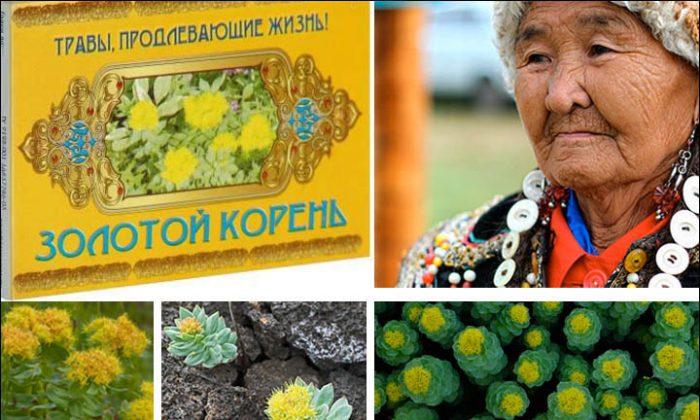 US Scientists Prove What Siberian Grannies Have Known for Generations About Magical Arctic Herb