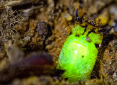 Mysterious Glow Worms Found in the Amazon (Video)