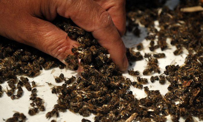 Millions of Bees at San Diego Bee Sanctuary Died From Insecticide: Officials