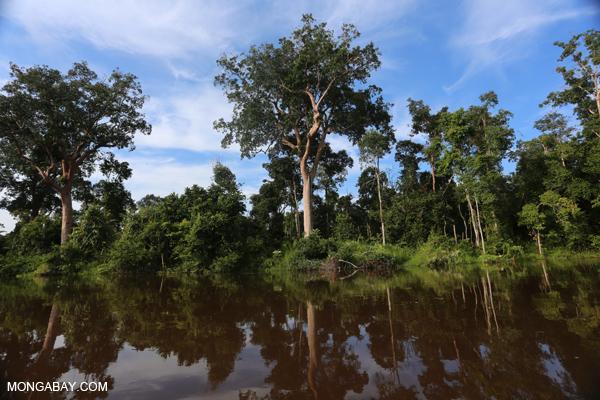 Indonesia Imposes Moratorium on Logging