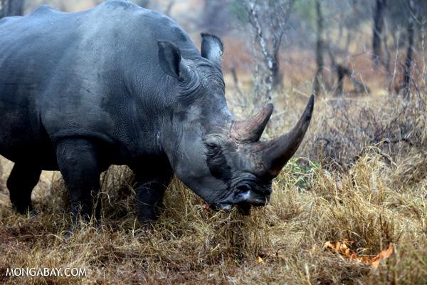 To Date 1,020 Rhinos Killed in South Africa