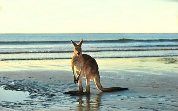 Cool Tips to Visit Australia on a Low Budget 