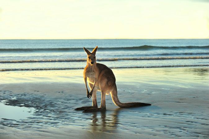 Cool Tips to Visit Australia on a Low Budget