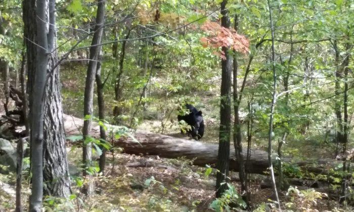 Hiker Took Pictures of Black Bear Before It Killed Him