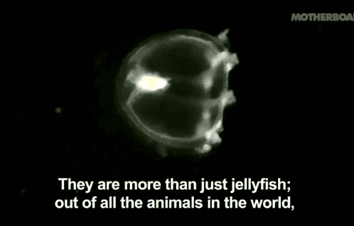 Immortal Jellyfish Roams the Earth’s Oceans (Video)