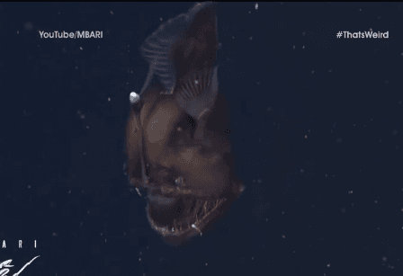 The Strange Creatures Lurking Deep Within the Sea (Video)
