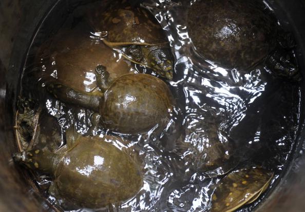 Rare Turtle Shows Up in Lake in India