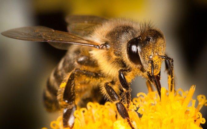 Bee Brain Hints at How We Make Memories