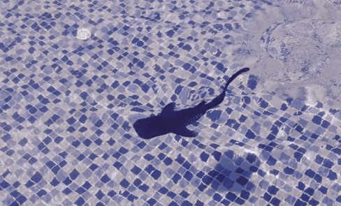 Photos of Baby Whale Shark Swimming in Pool go Viral (Video)